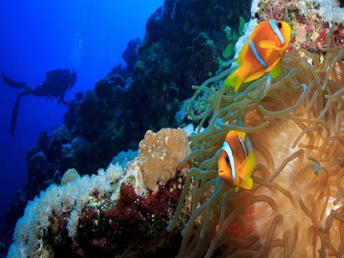 A combination of empirical and modeling techniques showed surprisingly low levels of localized settlement in Red Sea anemonefish on the Qita al Girsh reef.