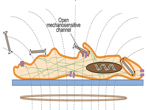 Applying the magnetic field triggered vibrations in the nanowires and generated changes in cell functions and structures that eventually led to cell death.