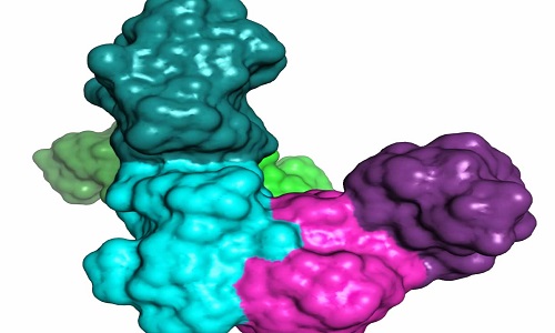 The theoretical model of the complex between a p85 dimer and PTEN.