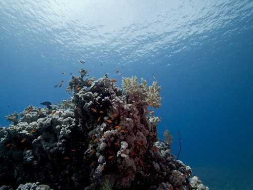 The Red Sea is highly saline with low nutrient availability, resulting in crystal clear waters. Coral reefs have adapted to thrive here, and KAUST’s researchers are examining these, and other organisms, to understand how they survive under such extreme conditions.