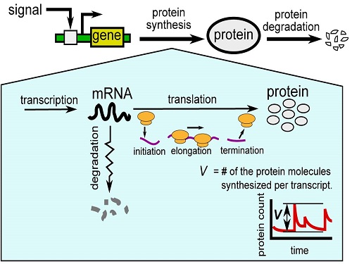 KAUST researchers model how gene expression "noise" affects protein production in bacterial cells.