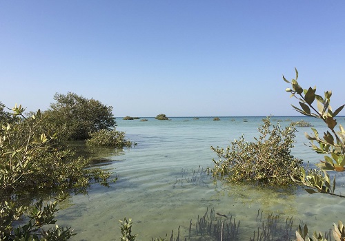 Mangrove forests have many important roles in safeguarding our coastlines, and their status should be regularly monitored.