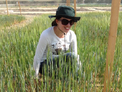 KAUST researcher Stephanie Saade at the field site where the team trialed multiple lines of barley generated from the same mother line but with different fathers.