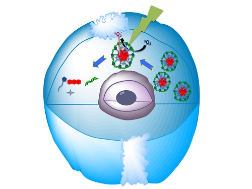 The self-assembled biocompatible nanomaterial delivers the siRNA into the cell and then releases it when struck by light.