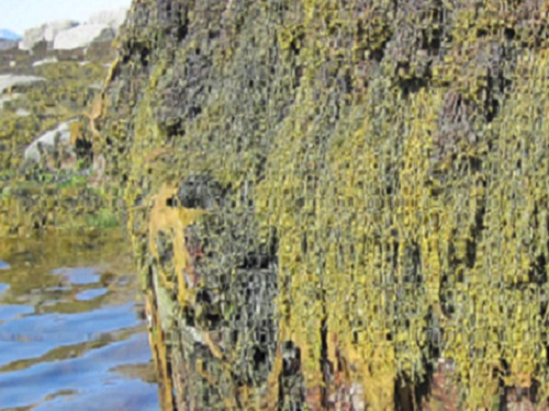 Intertidal macroalgae on the coast of Greenland.