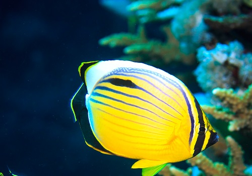 Researchers at KAUST have sequenced the genome of the first coral reef fish, the blacktail butterflyfish from the Red Sea, for the first time.