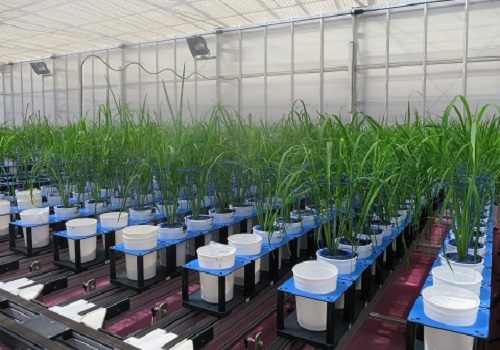 The rice plants were placed in pots on conveyor belts, allowing them to be automatically moved under imaging cameras several times a day. This enabled the team to carefully monitor their growth.