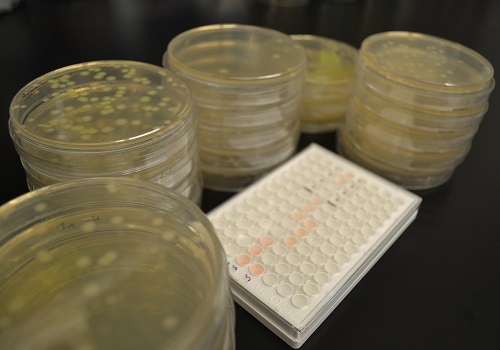 Researchers at KAUST have uncovered a gene circulating in the Jeddah wastewater networks that confers resistance to last-resort antibiotics. The team also showed that a gene is carried by a strongly resistant strain of E.coli, PI7, which can survive for long distances through the municipal wastewater system.