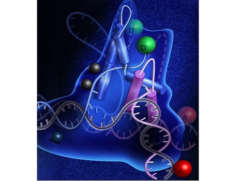 FEN1 uses a two-step verification mechanism before repairing DNA damage.