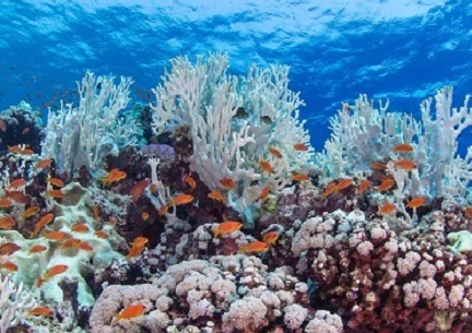 Research at KAUST is providing insights into questions about coral bleaching, how it affects reef ecosystems and how it could be minimized.