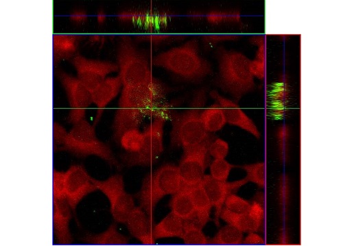 Hong’s experiments show that the multi-drug-resistant E. Coli bacterium (green) is taken up by mammalian cells (red).