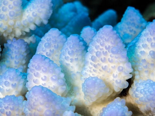 Bleached corals from Farasan Banks in the Red Sea. Coral bleaching—a visible footprint of climate change—occurs when stressed corals lose their dinoflagellate symbionts. What remains is the translucent polyp tissue showing the white coral skeleton. Bleaching is followed by the death of the corals and loss of fish populations and other reef species.