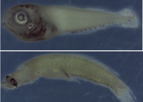 Fish larvae collected in the Red Sea by Isari’s team during the year-long survey.