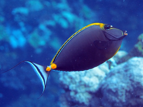 Surgeonfish Naso elegans are reported to feed on macroscopic brown algae.