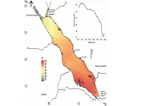 The mean maximum annual temperatures increase gradually from the north of the Red Sea to its south.