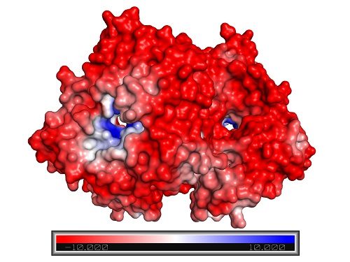 Closed configuration of the ADH/D1 dimer (same orientation as the figure above).