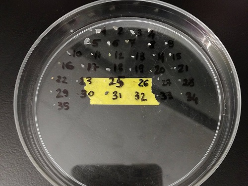 Samples were carefully sorted into size and type of plastics.