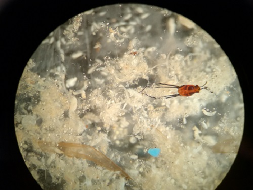 A raw sample before sorting, showing one piece of blue plastic.