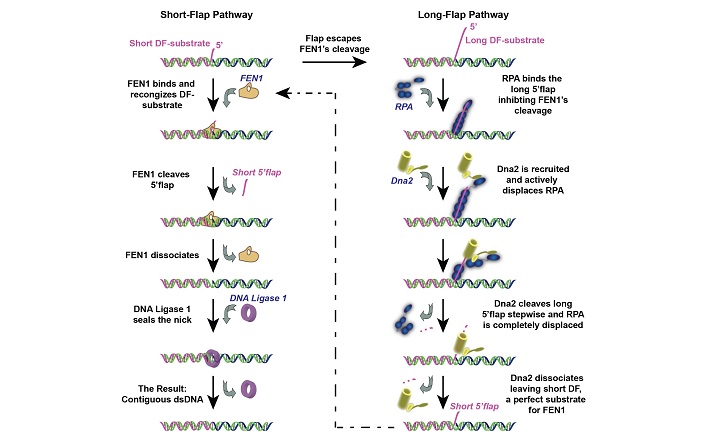 KAUST scientists discovered that the enzyme FEN1 acts as a switch during DNA replication.