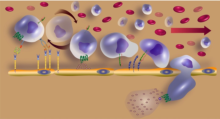 The initial tethering and rolling step of stem cell homing is mediated by molecules, including E-selectin, on the inner surface of blood vessels and CD44 on the surface of stem cells.