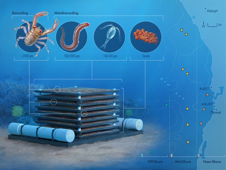 Autonomous reef monitoring structures (ARMS) consist of stacks of plates creating an artificial three-dimensional habitat for colonization