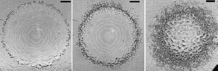 As the impact velocities increase from left to right in this image series, microbubble formation becomes stronger and more chaotic. Scale bars are 100 micrometers long.