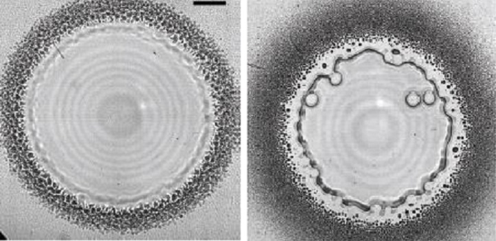 The microbubbles appear on slides coated with water-repelling (left) and water-attracting (right) films as long as the surface roughness is more than a few tens of nanometers. The scale bar is 100 micrometers long.