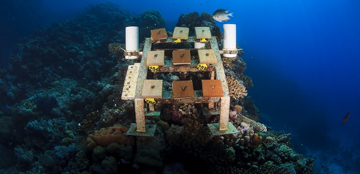 The researchers determined the overall accretion or erosion rate by deploying limestone blocks like these pictured at sites 3, 10, and 25 kilometers from the shore and by measuring the change in their dry weight over time.