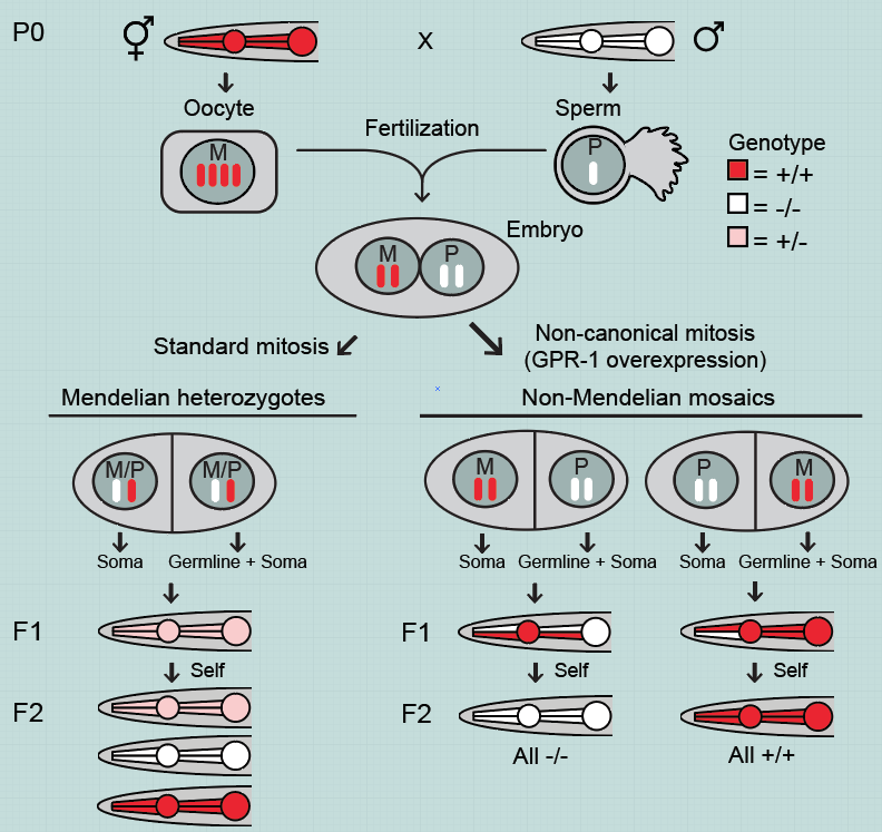 Over-expression of just a single gene (gpr-1) in the early embryo of the roundworm C. elegans allows a fundamental rewriting of Mendelian inheritance. Instead of all cells containing maternal and paternal DNA, the first cell division leads to maternal and paternal DNA being split into two different cells. Germ cells are generated from only one of these cells resulting in grandchildren with DNA exclusively from one of the original parents. Such a system allows us to question fundamental assumptions about inheritance.