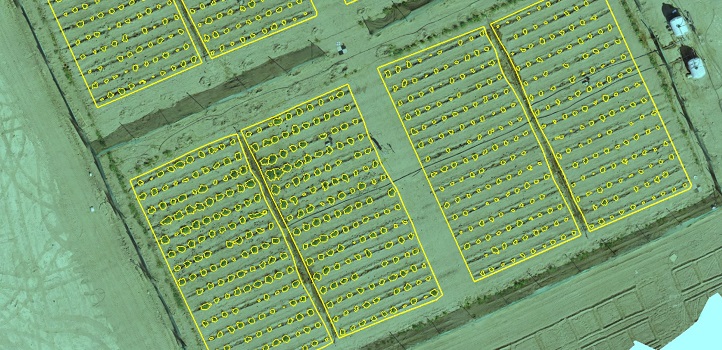 UAV-imagery-derived orthomosaic of a S. pimpinellifolium saline field experiment with automated delineation of individual plants and plots.