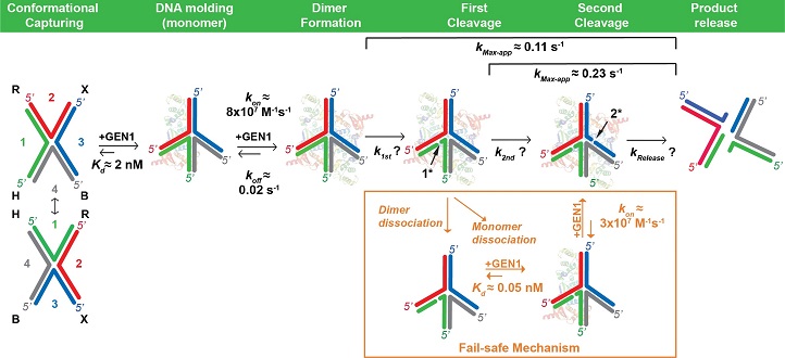 Timeline representation of Holliday Junction resolution by GEN1.