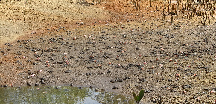 A dense population of fiddler crabs grazes at low tide in Mngazana, South Africa.