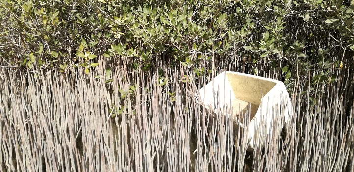 The aerial roots of mangroves act as a sieve to trap large floating debris from the water.