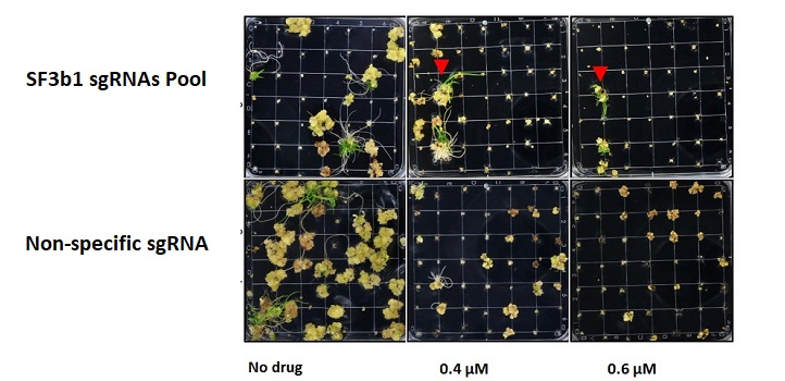 The CDE platform was used to generate SF3B1 variants. An Agrobacterium-mediated transformation was conducted using the sgRNA library targeting SF3B1. After selection on hygromycin, GEX1A (0.4 or 0.6 μM) was used to create selection pressure. Red arrows indicate the GEX1A-resistant shoots.