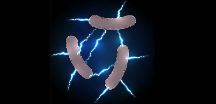 Geobacter sulfurreducens is an electric bacterium the team used to decorate the surface of the reduced graphene oxide.