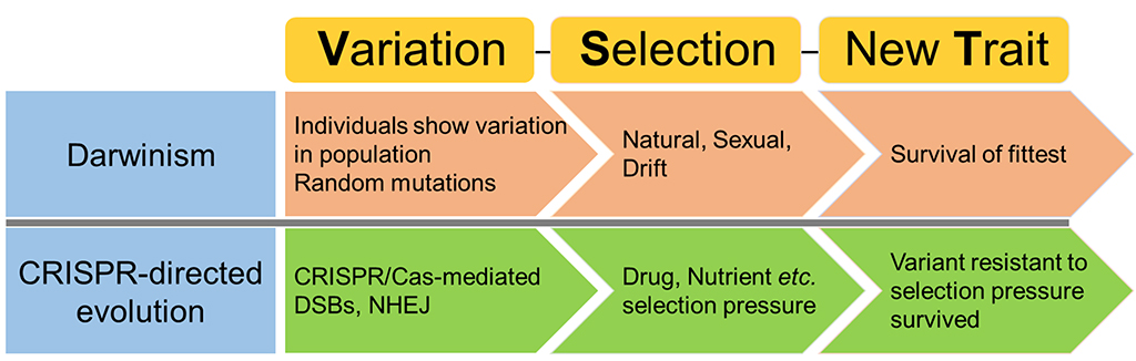 CRISPR-directed evolution mimics Darwinism.