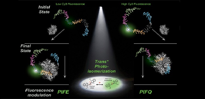 The initial state of the DNA-dye complex determines whether protein binding enhances or quenches the fluorescence signal.