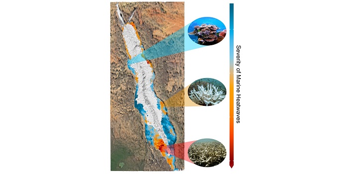 The map shows that the severity of marine heatwaves relates to the severity of coral bleaching and related coral mortality in the Red Sea.