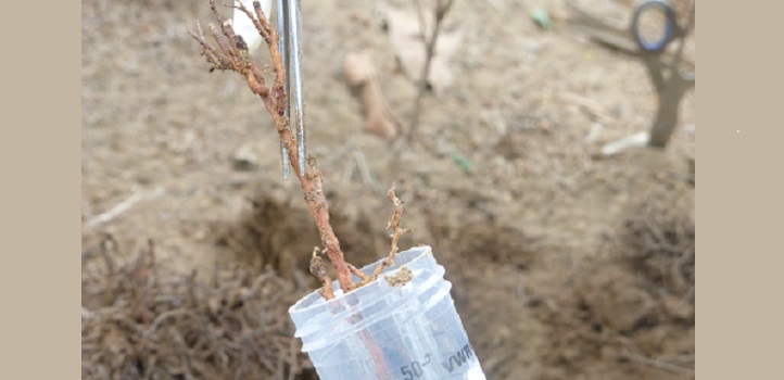 The team found that the Sahara palm tree roots consistently associated with two types of bacteria.