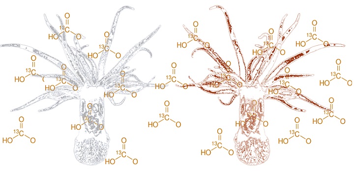 The gray animal (left) is in an aposymbiotic (bleached) state, while the brown animal is the symbiotic state.