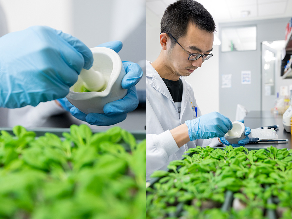 Yunhe Jiang prepares samples for testing.