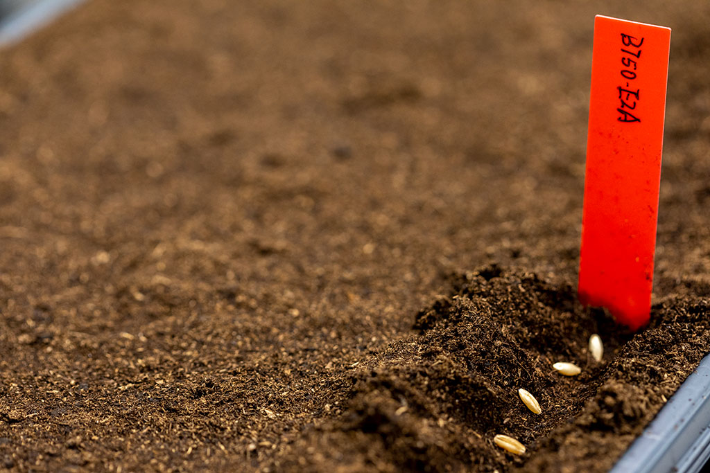 Wheat seeds are planted for trials in the KAUST Core Lab's Plant Growth Facility.