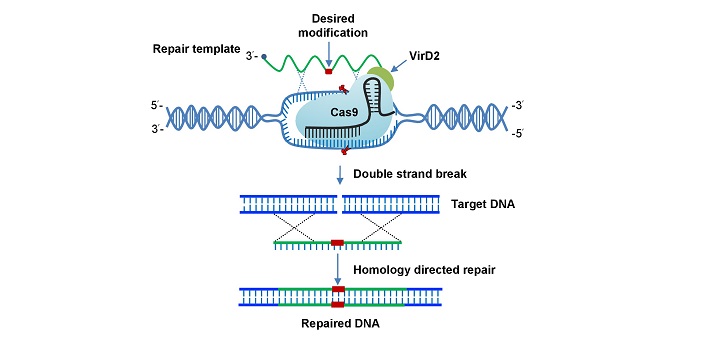 Precise engineering of plants can be achieved through binding of the VirD2 protein and the Cas9 endonuclease.