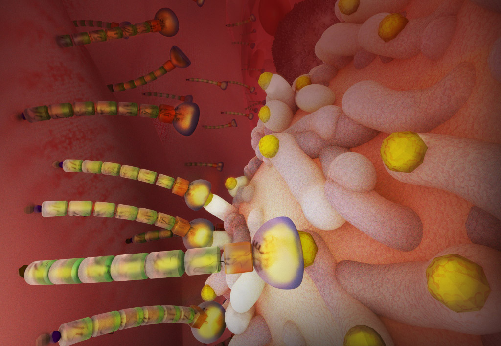 E-selectin is a repetitive region of variable length that extends the protein’s hand to grab cells out of flow. (Featured on the cover of Journal of Biological Chemistry)