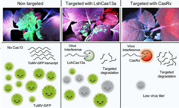 The variant CasRx (right) is robust and only targeted viral RNA, while doing no damage to the plant itself.