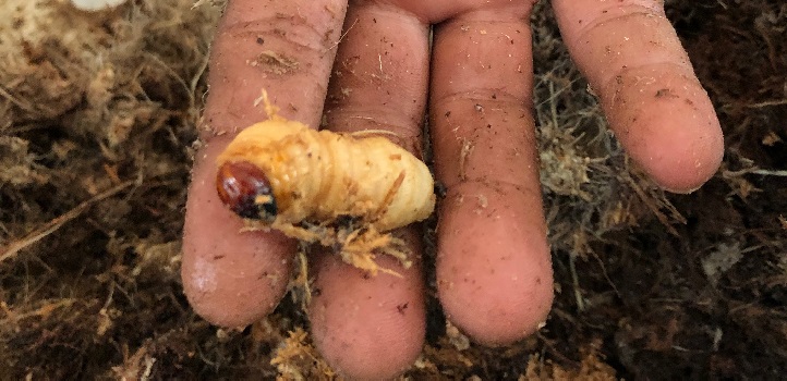 The highly sensitive sensor can detect  the munching sound  of a 12-day-old larvae within an infested tree.