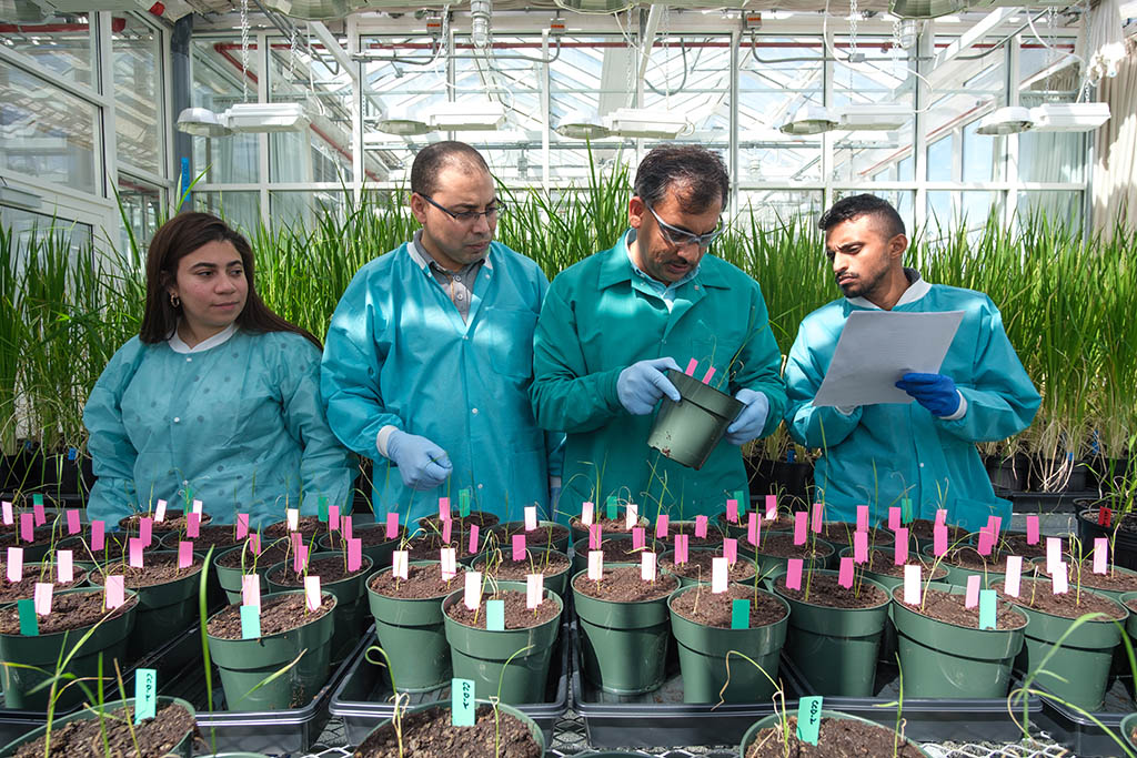 (r-l): Co-authors Radwa Kamel, Khaled Sedeek, Zahir Ali and Abdulrahman Alhabsi evaluate the success of their genome editing system on plants in the KAUST Core Labs Greenhouse.