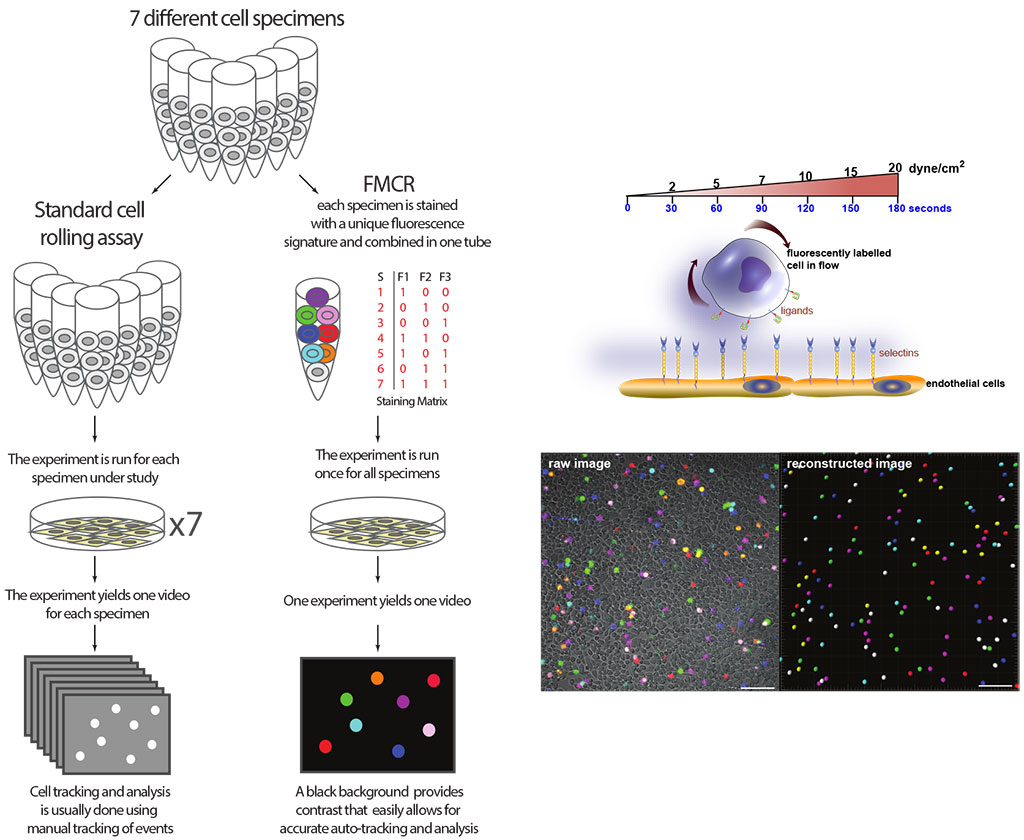 Unlike the standard cell rolling assay, which requires one run of the experiment for each cell type, the team's new fluorescent multiplex cell rolling assay uses unique fluorescent tags to label up to seven cell population types.