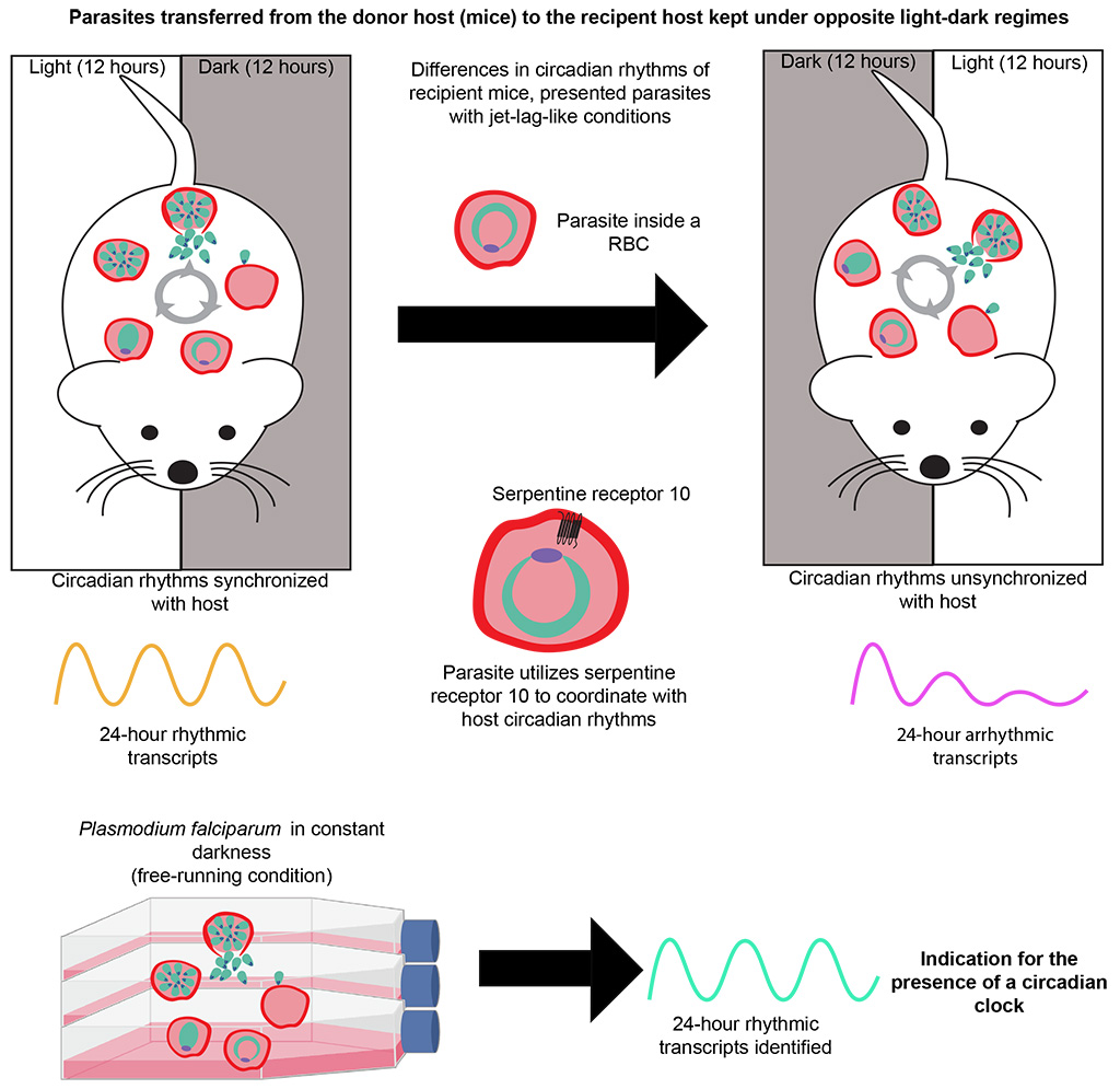 In mouse-infecting malaria parasites, the researchers found that more than half of all the parasite’s genes exhibit 24-hour cycles of activity, ramping up and down at regular daily intervals.