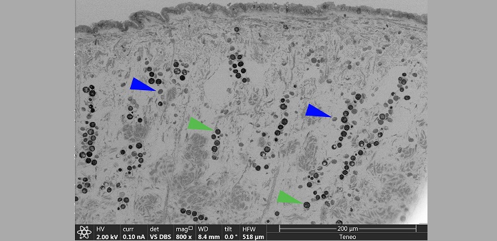 Blockphase scanning electroscope microscopy image of cross-sectioned Tridacna maxima mantle tissues, showing the symbiotic algae (green arrows) and, in close proximity, the embedded iridocyte cells (blue arrows).